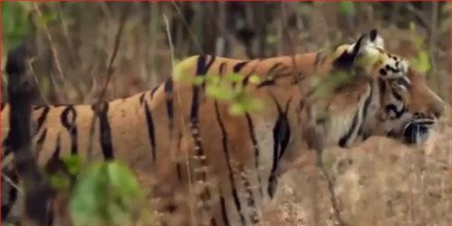 CLIP: Cái kết 'đắng' cho gấu đen khi xâm phạm lãnh thổ của hổ