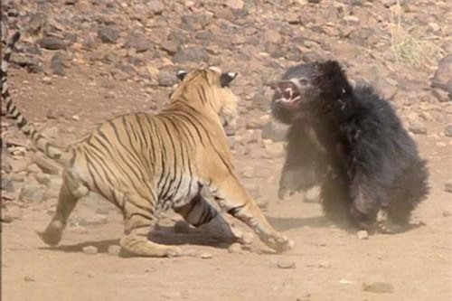 CLIP HOT (1/4): Gấu đen nhận cái kết 'đắng' khi đụng độ với hổ, nhan sắc không tuổi của ring girl nóng bỏng nhất UFC