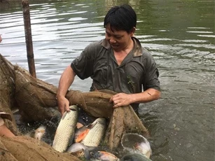 Hòa Bình: Nơi rừng không mông quạnh, lão nông nuôi cá bằng cỏ, lá