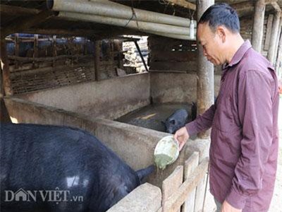 Nuôi lợn đen bằng ngô, rau, bèo và cây chuối, kiếm hơn 100 triệu