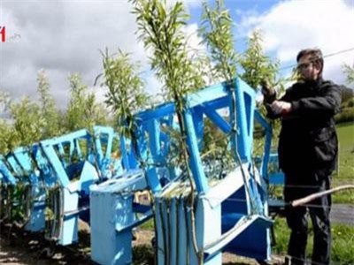 Nhà thiết kế người Anh trồng cây làm đồ nội thất