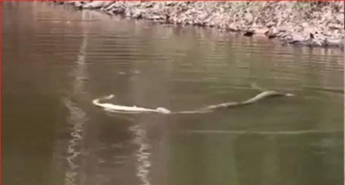 CLIP: Rắn hổ mang chúa truy sát con mồi