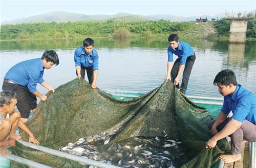 Phú Yên: Thanh niên rủ nhau ra hồ nuôi cá chình, con nào cũng to bự