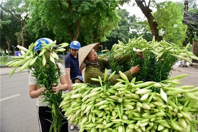 Tháng tư về, hoa loa kèn tinh khôi xuống phố Hà Nội - 11