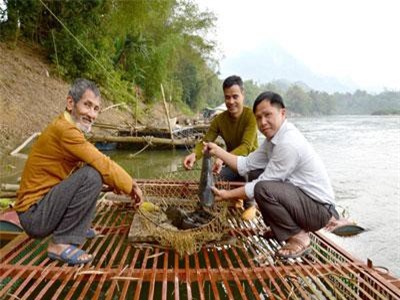 Tuyên Quang: Nuôi nhốt những loài "thủy quái" trong lồng, thu hàng trăm triệu