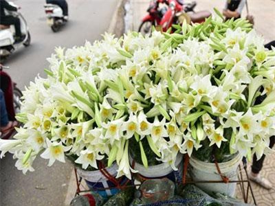 CLIP: Tháng tư về, hoa loa kèn tinh khôi xuống phố Hà Nội