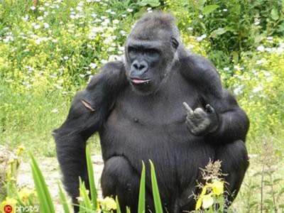 Nhiếp ảnh gia đeo bám dai dẳng, khỉ khó chịu làm điều dị