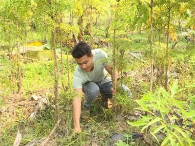 CLIP: Kiếm cả chục triệu đồng từ trồng cây đinh lăng lấy củ