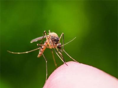 Đuổi muỗi bằng âm nhạc hiệu quả hơn các biện pháp khác?