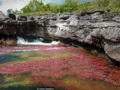 Khám phá thảm thực vật kỳ lạ tại dòng sông đẹp nhất thế giới