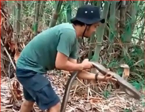 CLIP: "Choáng" tay không bắt hổ mang chúa khổng lồ 