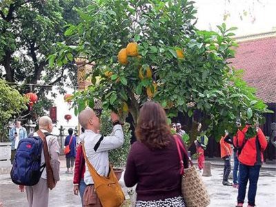 CLIP: Cây bưởi trong ngôi chùa cổ nhất Hà Nội bị vẽ bậy chằng chịt lên quả