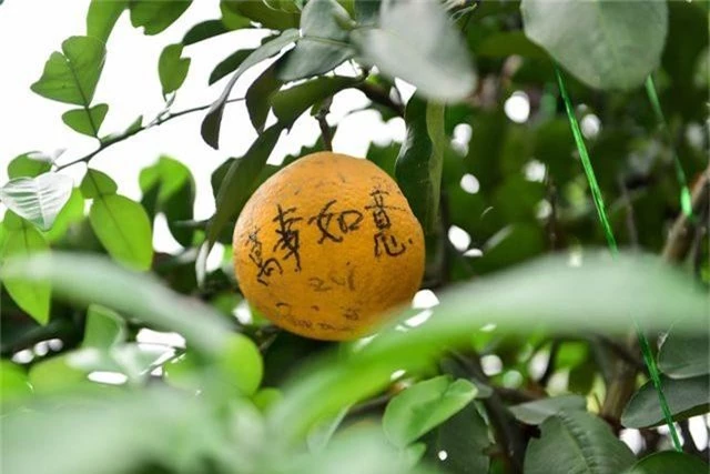 Cây bưởi trong ngôi chùa cổ nhất Hà Nội bị vẽ bậy chằng chịt lên quả - 8