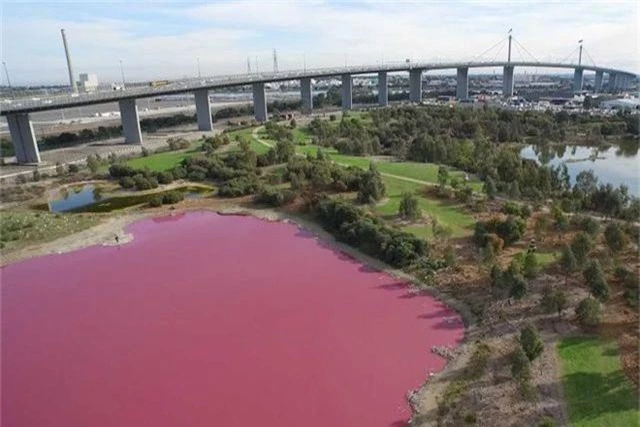 Hồ nước đột nhiên chuyển sang màu hồng kỳ lạ, bốc mùi hôi thối - 1