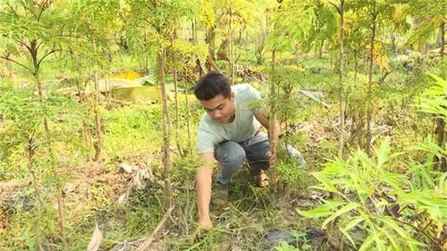 Phú Yên: kiếm cả chục triệu đồng từ trồng cây đinh lăng lấy củ - 1