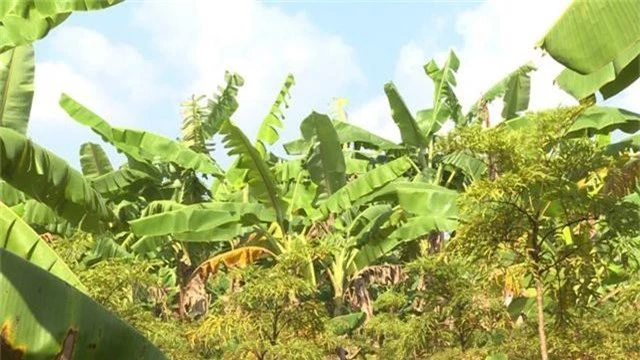 Phú Yên: kiếm cả chục triệu đồng từ trồng cây đinh lăng lấy củ - 2