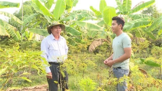 Phú Yên: kiếm cả chục triệu đồng từ trồng cây đinh lăng lấy củ - 3