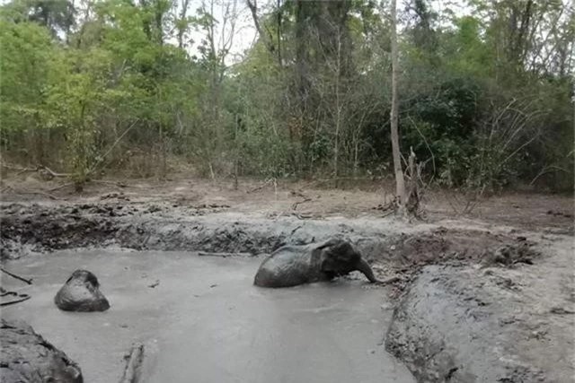 Giải cứu 6 chú voi con bị sa lầy trong nhiều ngày - Ảnh 3.