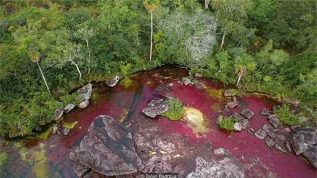 Khám phá thảm thực vật kỳ lạ tại dòng sông đẹp nhất thế giới - Ảnh 2.