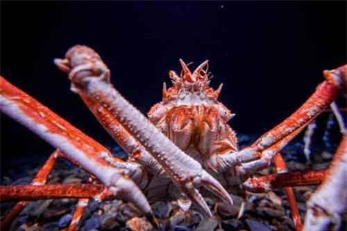 Cua "khủng" khiến cá mập sợ "rét run", bị đồn ăn thịt người