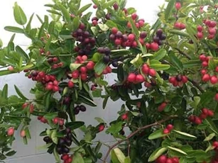 Điều bất ngờ về cây si rô nhiều giá trị, có ở Việt Nam