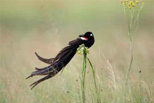 Sự thực khó tin về những chiếc đuôi động vật độc lạ