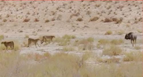 CLIP: Linh dương một mình đánh bại 4 con báo săn dù bị thương