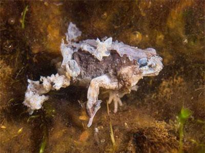 Bệnh nấm "sát thủ" giết chết gần 100 loài ếch