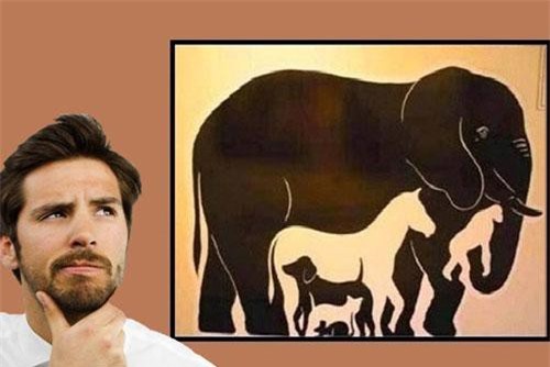 Bài toán tìm con vật ‘tưởng không khó mà khó không tưởng’