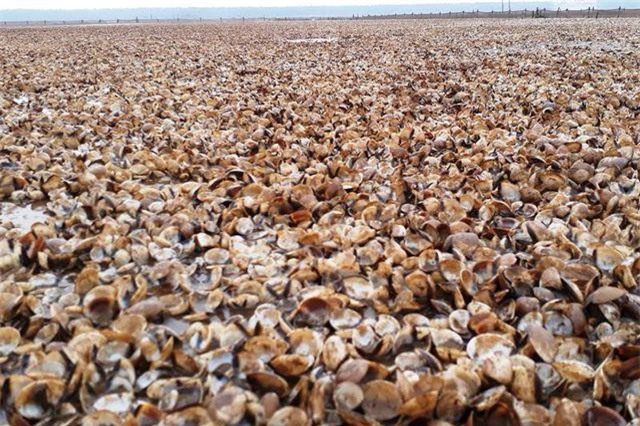 CLIP: Xác định nguyên nhân ban đầu khiến ngao chết hàng loạt ở Thanh Hóa