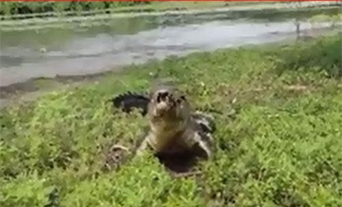 CLIP: Câu được cá lớn, cần thủ chưa kịp mừng đã bị cá sấu cướp mất 