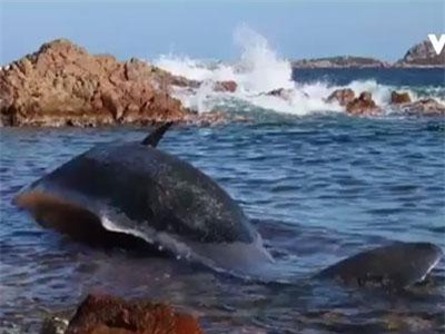 Xác cá voi mang thai chứa 22 kg rác thải nhựa