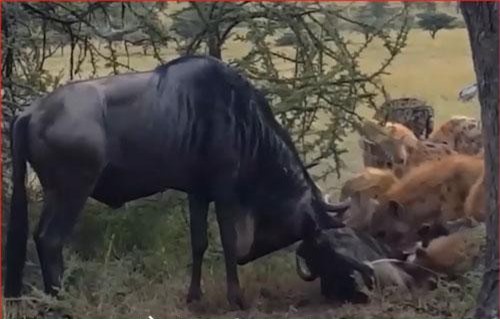 CLIP: Húc nhau bị mắc sừng, linh dương bị đứng yên cho linh cẩu đoạt mạng