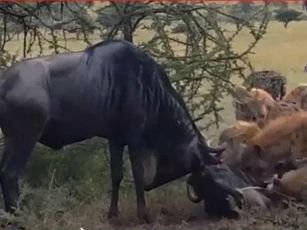 CLIP: Húc nhau bị mắc sừng, linh dương bị đứng yên cho linh cẩu đoạt mạng