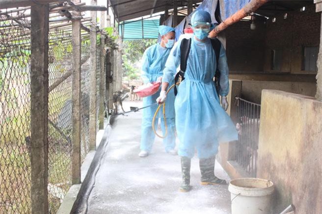 Hà Nội quyết liệt phòng, chống bệnh dịch tả lợn Châu Phi