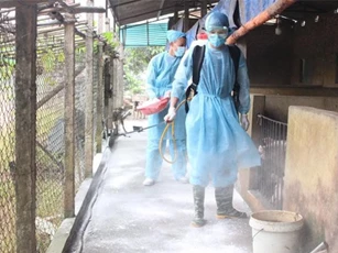 Hà Nội quyết liệt phòng, chống bệnh dịch tả lợn Châu Phi