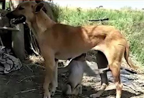 CLIP HOT (4/4): Khỉ con được chó mẹ nuôi dưỡng, thỏ đào đất giải cứu mèo bị mắc kẹt