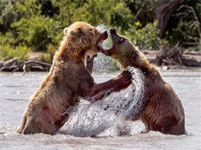 Gấu nâu hoang dã tung đủ chiêu ác 'dằn mặt' đồng loại