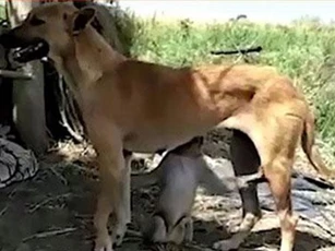 CLIP: Khỉ con được chó mẹ nuôi dưỡng như con