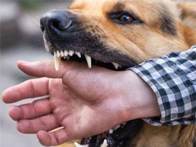 Nuôi chó gây nguy hiểm, phạt tiền mức nào?