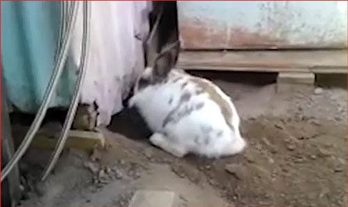 CLIP: "Chuyện lạ" thỏ đào đất giải cứu mèo bị mắc kẹt