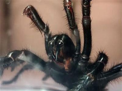 Nọc độc của nhện có thể bảo vệ nạn nhân đột quỵ chống lại tổn thương não