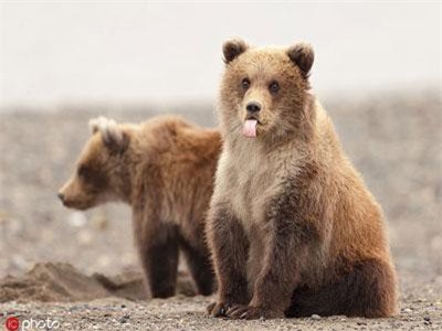 Phản ứng "gắt" của động vật hoang dã khi bị chụp lén