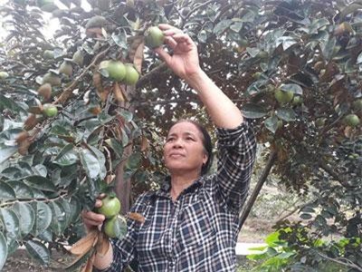 Hải Phòng: Trồng 20 sào vú sữa, mỗi cây thu 1 tạ quả, lời cả trăm triệu/năm