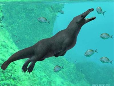 Phát hiện hoá thạch cá voi cổ đại có… bốn chân và đuôi như rái cá