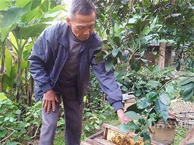 Lạng Sơn: U80 ngồi không "khó ở" trồng lung tung vẫn kiếm bộn tiền