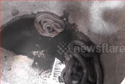 CLIP: 12 con rắn độc đột nhập vào nhà dân