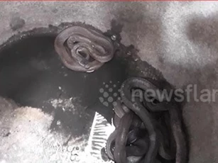 CLIP: 12 con rắn độc đột nhập vào nhà dân