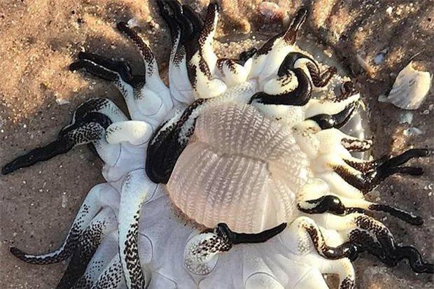 Sinh vật “ngoài hành tinh” kì dị trôi dạt vào bờ biển Úc