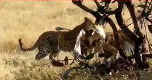 CLIP: Hành động khó hiểu của báo đốm sau khi hạ sát đại bàng  